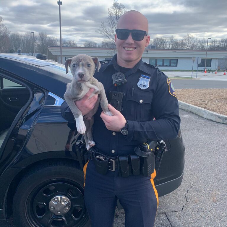 You are currently viewing Police Officer welcomes rescued pittie puppy into his familyhelter animals make incredible transformation  few months after getting adopted