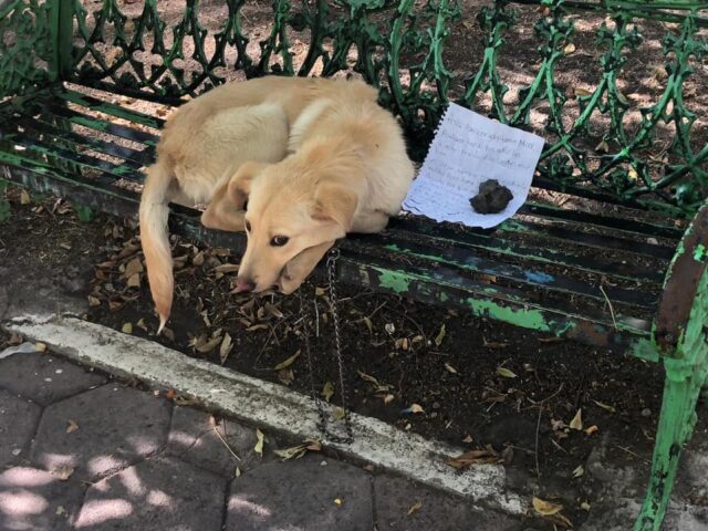 Read more about the article Terrified   puppy   found   abandoned on   bench with   heartbreaking note