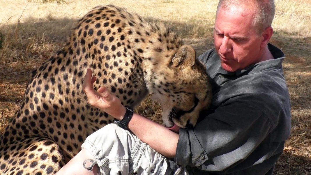 You are currently viewing Cheetah sees photographer napping under a tree and decides to join in