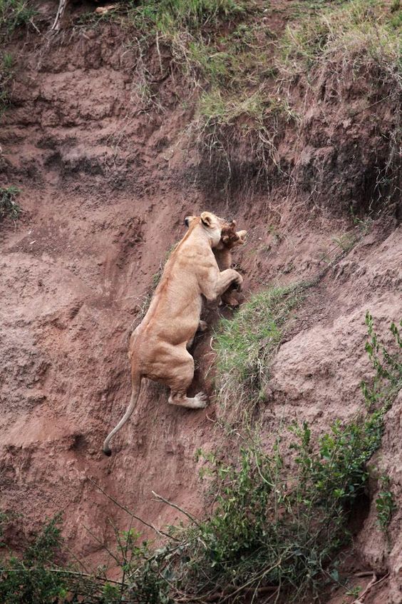Read more about the article Lioness risks her life to save cub in dramatic rescue