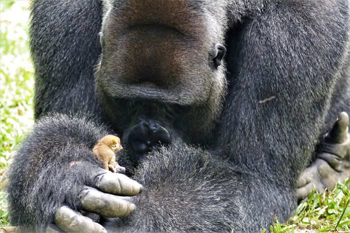 Read more about the article Huge rescued gorilla and tiny wild bush baby share heartwarming moment