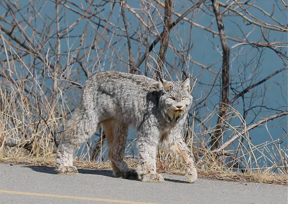 You are currently viewing Majestic wild cat casually parades down street in Canada