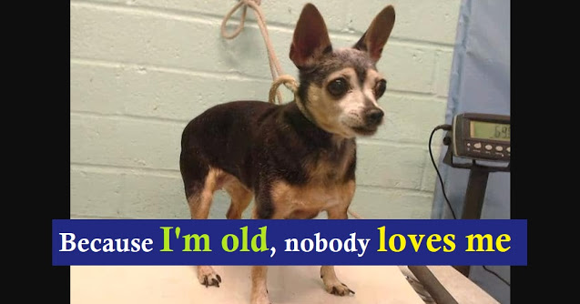 You are currently viewing At the age of 15, she became a large dog homeless because her family no longer loved her