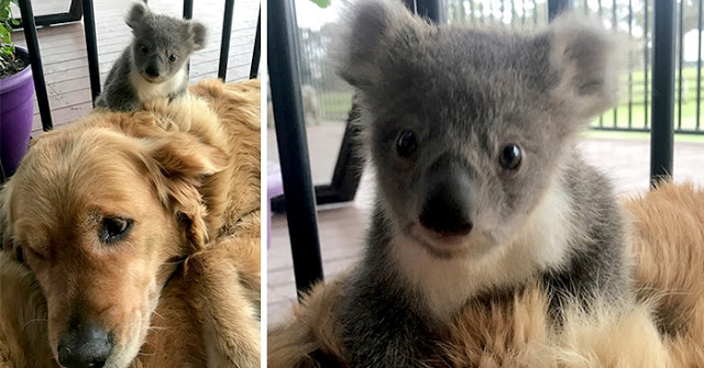 You are currently viewing Golden retriever is hailed a hero after she saves a lost baby koala