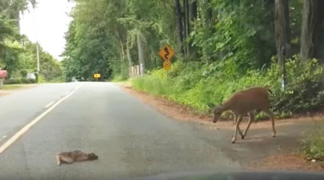 Read more about the article Baby deer freezes in the middle of highway; mom returns to help it cross the road