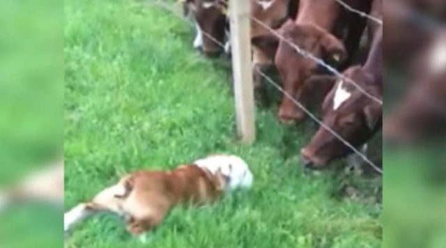 You are currently viewing Curious bulldog approaches a herd of cows; their response will brighten your day