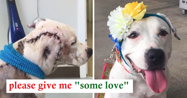 Read more about the article Vets call bait dog who lost entire part of face ‘worst case ever’ – but look at her now