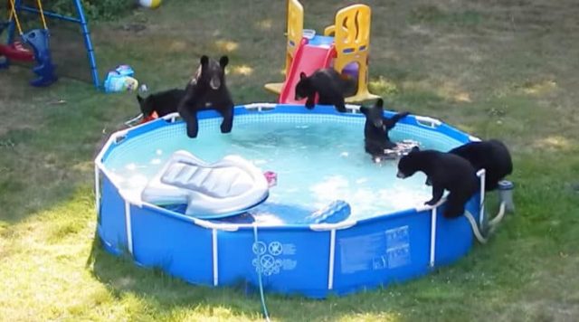 You are currently viewing Five bears gatecrash a pool-side in a backyard- mid-way to throwing an amazing party, mama bear shows up