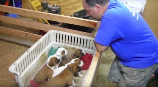 Read more about the article Hyperenergetic puppies can’t fall asleep until the second dad sings them a lullaby