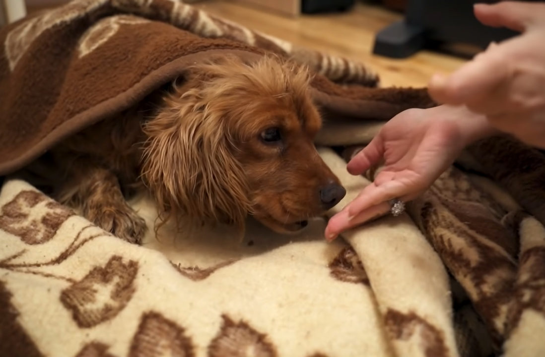 Read more about the article Injured Dog Left In The Snow Got Rescued By A Couple