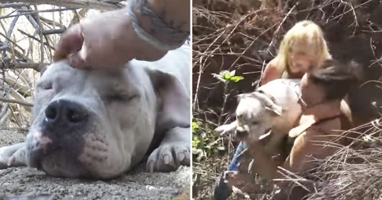 Read more about the article Rescued Dog Was Too Weak To Walk — But His Tail Never Stopped Wagging