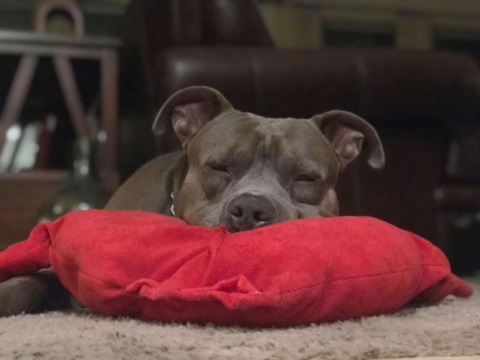 Read more about the article Dog has the sweetest reaction after accidentally ripping his favorite pillow
