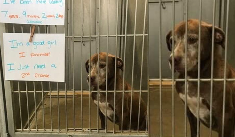 You are currently viewing Lonely dog has been waiting in shelter for over 7 years, begs someone to give her a ‘second chance’