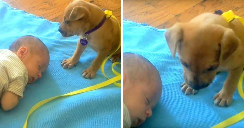 Dumped Puppy Keeps Tumbling While Trying To Lie Down, Finds Comfort With  Baby – Zen Animals