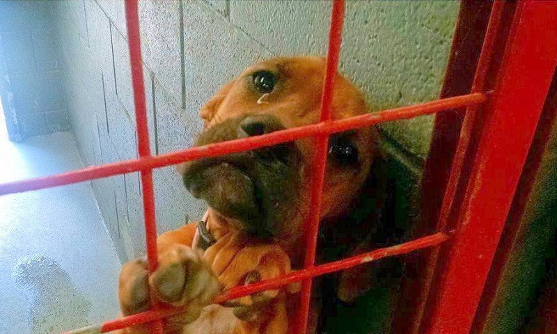 Read more about the article Shelter Shared Dog’s Photo Crying Real Tears As No Potential Adopter Picks Her
