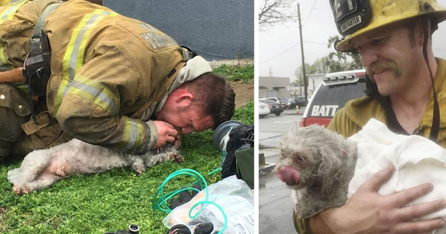 You are currently viewing Firefighter Saves Dog’s Life By Performing CPR After Rescuing Him From A Fire