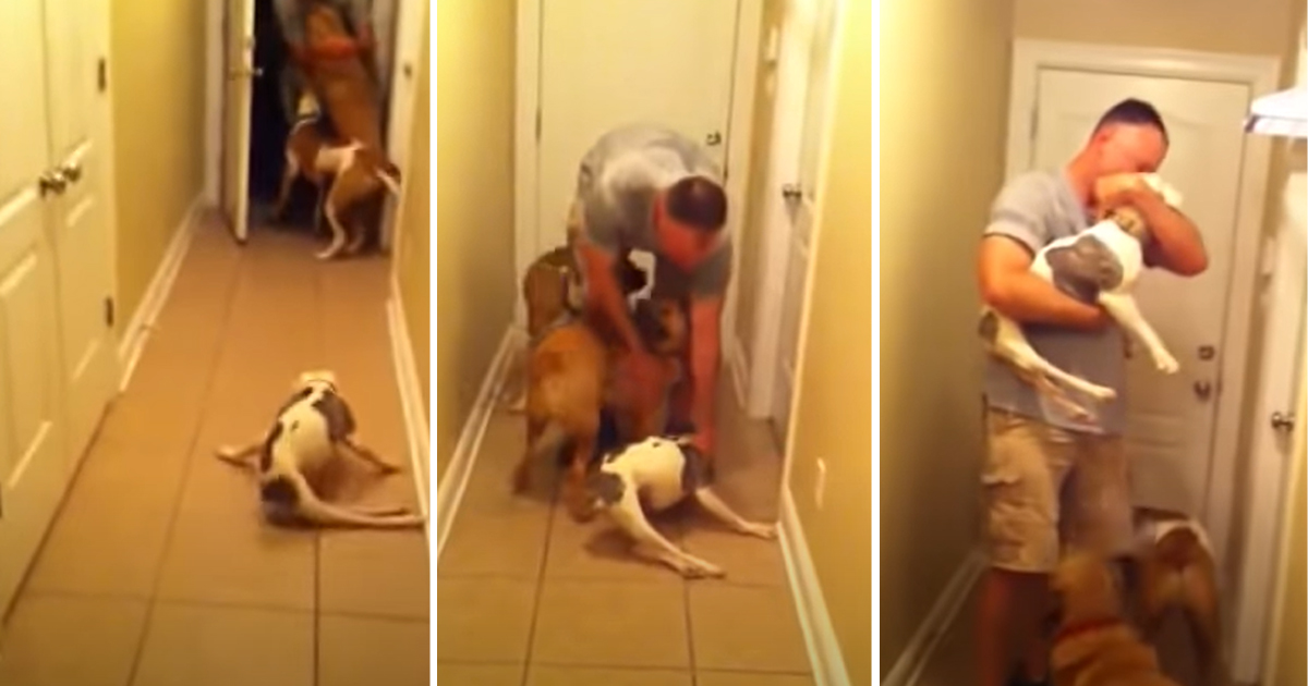 Read more about the article Paralyzed Dog Rushes To Welcome Her Soldier Dad Who Comes Home From Deployment