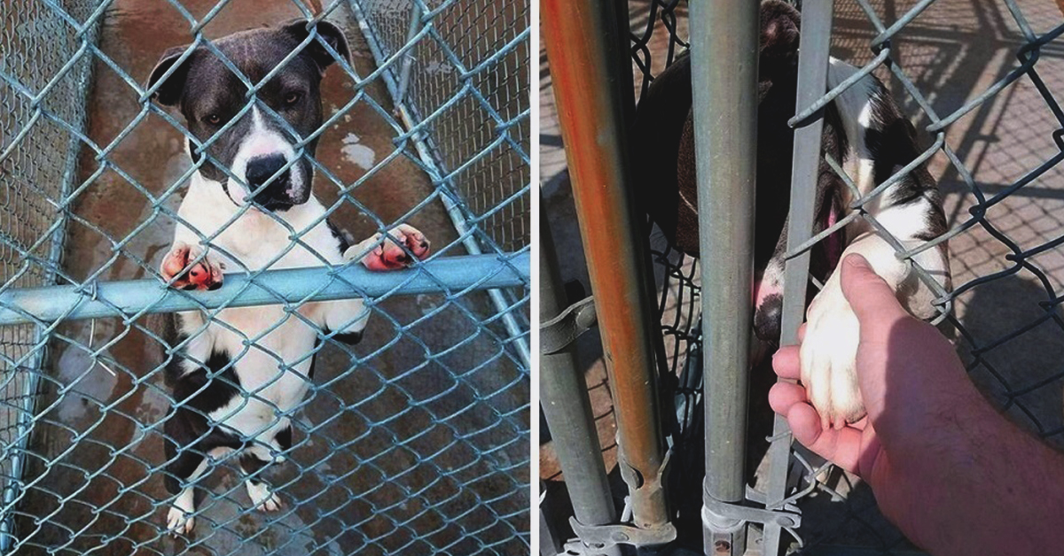 Read more about the article Pit Bull On Kill-List Extends Her Paw To A Man Pleading To Save Her Life