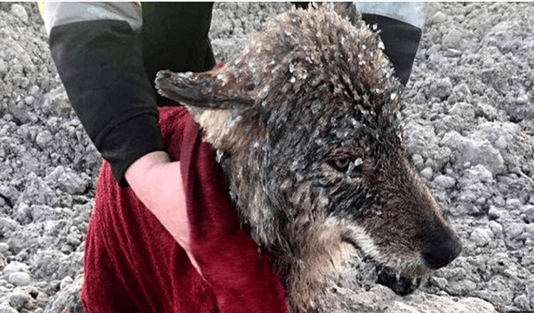 Read more about the article Men Rescue Wolf They Thought Was A Dog From Drowning In Freezing Water