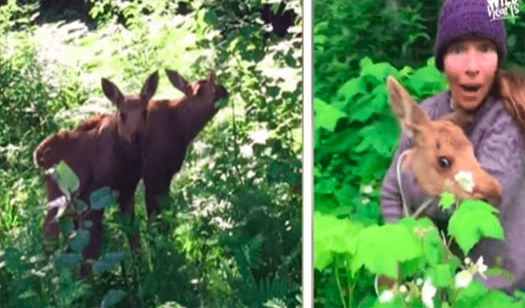 Read more about the article Family Rescues Twin Baby Moose After Their Mother Was Hit By A Car