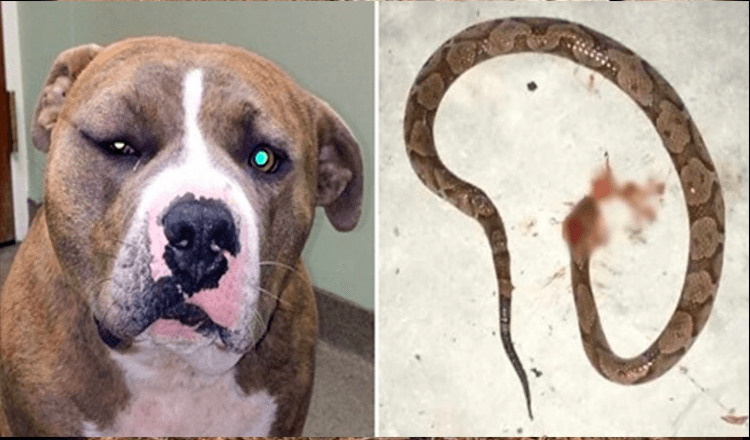 Read more about the article Loyal Pit Bull Leapt Into Action To Save His Human From Venomous Snake