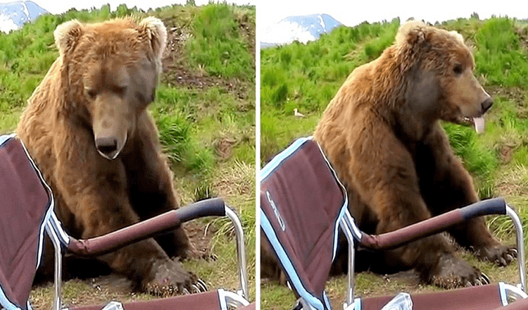 Read more about the article Bear Wakes Up From His Nap And Walks Up To A Camper And Sits Right Next To Him