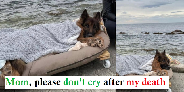 You are currently viewing Old and paralyzed dog that was abandoned, meets the sea and true love before dying