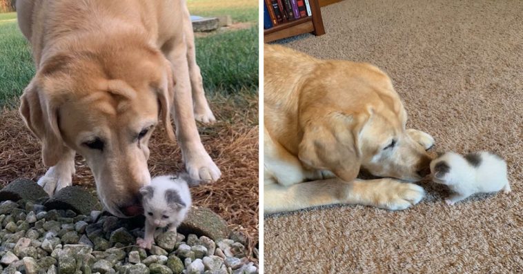 You are currently viewing Dog finds tiny orphaned kitten in his garden, and now they do everything together
