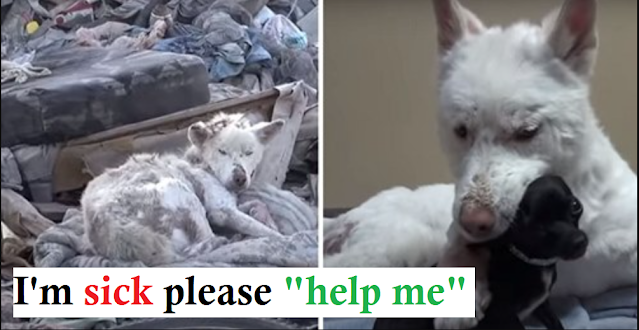Read more about the article Rescue Homeless Dog Who Lives In A Trash Pile Now Has A Loving Home