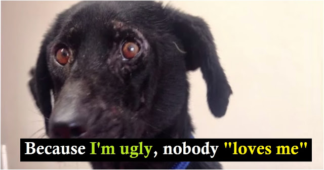 You are currently viewing Dog Accused Of Being “Ugly And Unadoptable” Started To Believe It Too