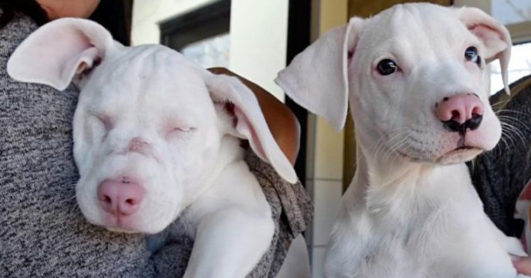 You are currently viewing Shelter puppy helps her blind and deaf sister to get through everyday life, and now they are looking for a home together