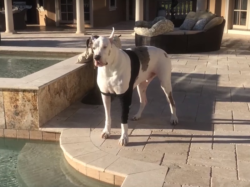 You are currently viewing Deaf dog who isn’t allowed in the pool throws a super funny and award-worthy temper tantrum
