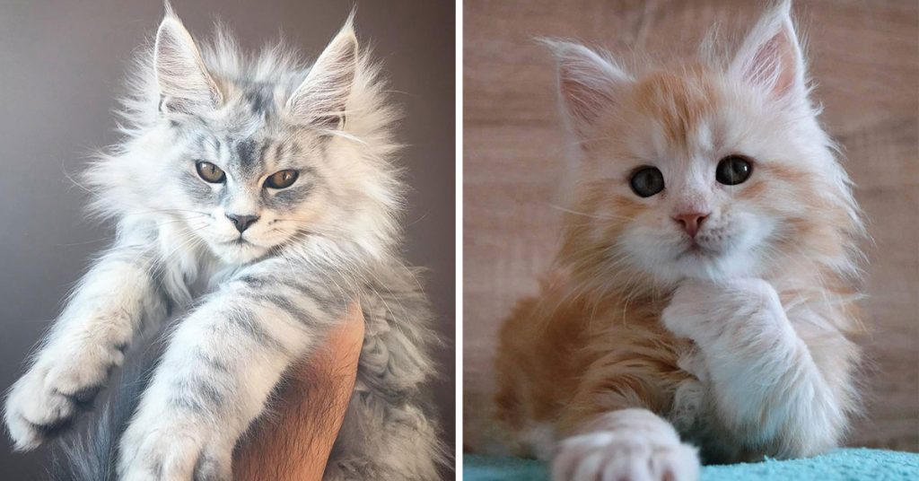 You are currently viewing 28 Tiny Maine Coon Kittens That Are Actually Giants In The Making