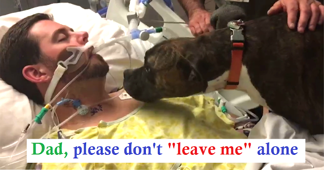 Read more about the article Dog Brought To Hospital To say Goodbye To Her Dying Owner