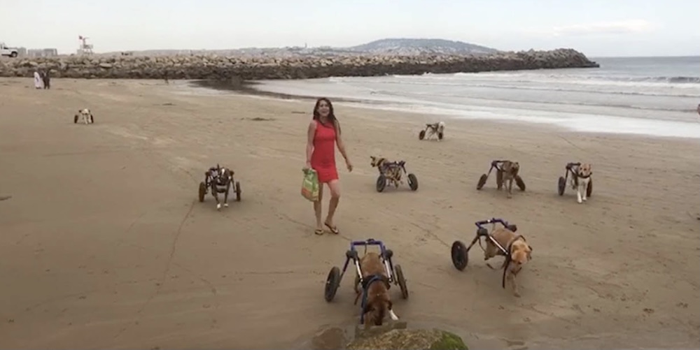 Read more about the article HEARTWARMING MOMENTS – DISABLED DOGS GO TO THE BEACH FOR THE FIRST TIME