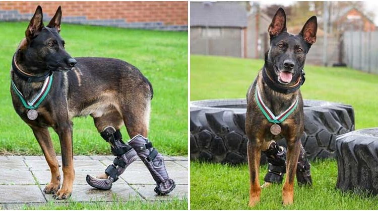 Read more about the article Dog Saving The Soldiers From The Shot Received The Highest Honor