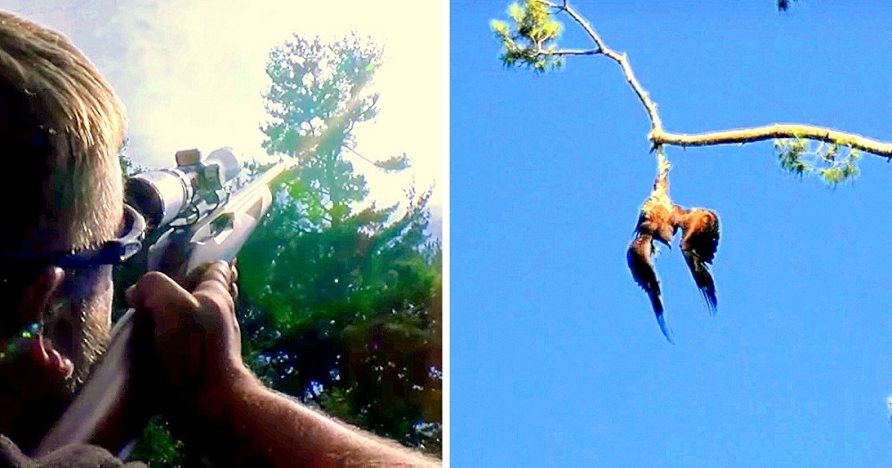 You are currently viewing Army Veteran Saves A Poor Eagle Hanging To A Tree, AS No One Steps For!