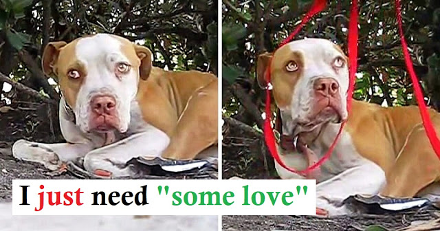 Read more about the article Shy Homeless Pit Bull With A Broken Leg Hides Under A Bush On Side Of The Road