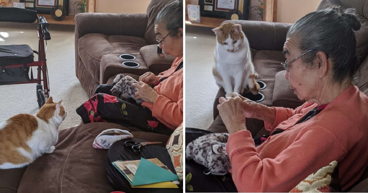 Read more about the article Cat Sits Patiently As Grandma Fixes His Favorite Stuffed Toy