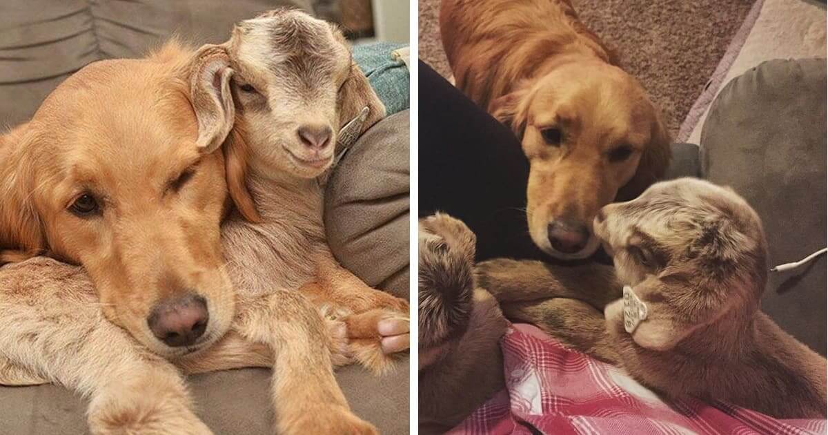 Read more about the article Cute Golden Retriever Thinks She Is The Mother Of Rescued Baby Goats