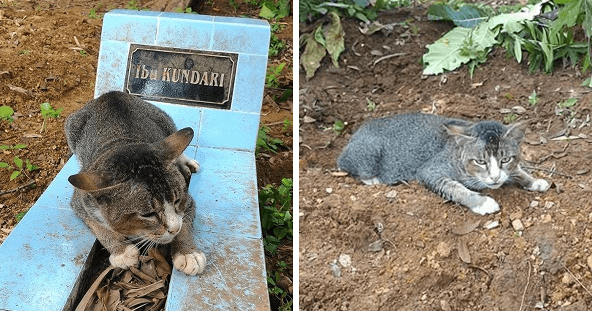 You are currently viewing Heartbroken  Cat  Has  Spent   1   Year Crying Next To His Owner’s Grave