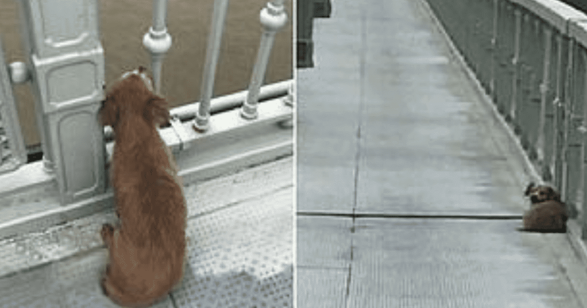 Read more about the article Heartbroken Dog Waits On Bridge For Four Days After Witnessing His Owner Jumping Into River