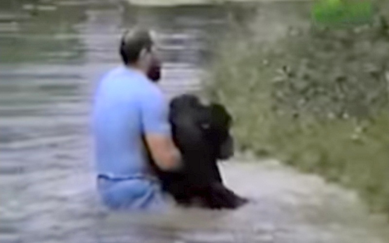Read more about the article Zoo Staff Refuse To Save Drowning Chimp, Suddenly Man Jumps Into Enclosure