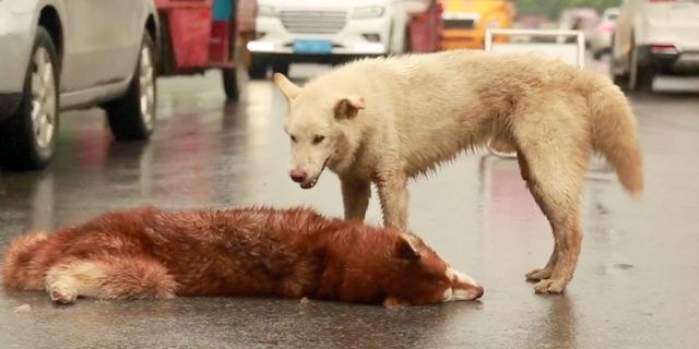 Read more about the article Dog Lies Motionless After A Hit & Run, As His Loyal Friend Tries To Wake Him Up