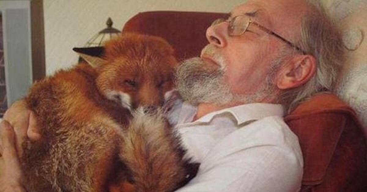 You are currently viewing Man Saved Seriously Injured Fox And Found His New Best Friend,,