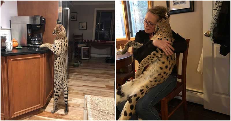 You are currently viewing Missing African Serval Cat Is Reunited With His Owners After Spending 3 Days In The Wild