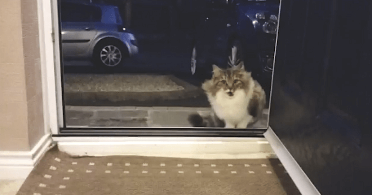 You are currently viewing Stray Cat Begging To Be Let Inside House, Then The Owner Realizes That She Is Not Alone