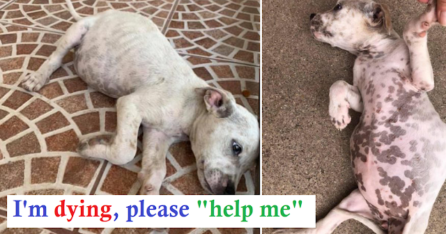 Read more about the article Stray Pup In Dire Situation Screams For Help & Says Paw Prayers She Is Heard