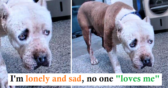 Read more about the article Woman’s heart broken when dog arrives at shelter looking defeated and lost