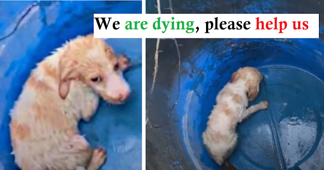 Read more about the article Sad, hungry, and weak, dog is found abandoned inside barrel